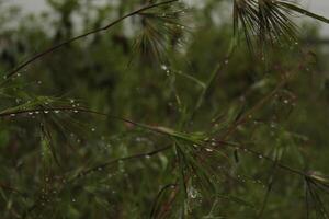a pine tree with water droplets on it and a few other plants photo