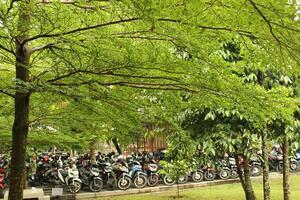 a line of parking motorcycles are lined up in a park photo