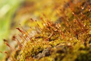 a mossy log with moss on it and a green background photo