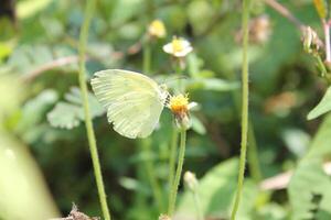 a butterfly is flying in the air and is flying away photo