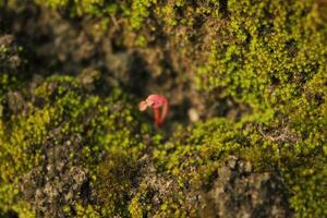 a red crab is on a rock with moss on it photo