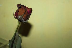 a rose that is outside with the sun shining on it photo