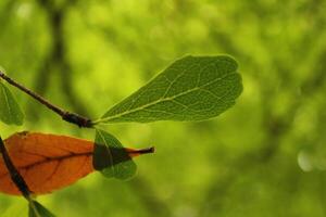 a leaf with a green background with the word i love on it photo