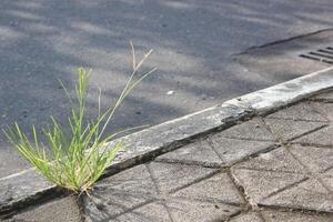 a white line on the side of a road that says grass photo