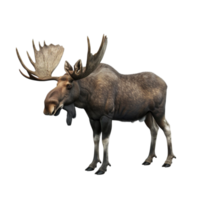 älg stående på transparent bakgrund generativ-ai png