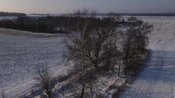 an island of forest in the middle of a snowy agricultural field in winter video