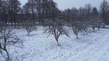 aerial drone view Orchard covered with snow trees in winter day . snowfall video
