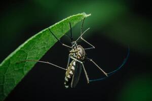 Mosquito hides under green leaf. photo