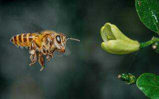 Flying honey bee to white flower in blur background, Macro side close-up view. photo