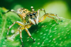 Jumping spider on green leaf, Colorful insect, Selective focus, Macro photography. photo