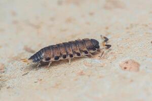 Common rough woodlouse, Porcellio scaber sitting on floor, Macro photo, Selective focus. photo