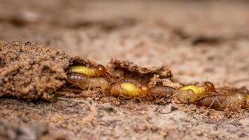 Termites walking in nest on forest floor. photo