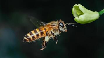 Flying honey bee to white flower in blur background, Macro side close-up view. photo
