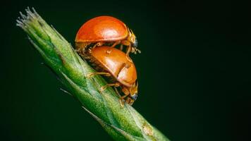 Lady bug, Orange bug mating on green branch with nature blurred background, Close up photo. photo