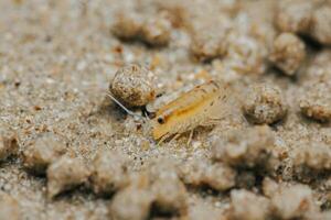 Sand flea or Sand hopper on the sea sand. photo