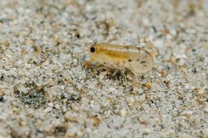 Sand flea or Sand hopper on the sea sand. photo
