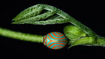 Issidae planthopper, candy bugs, Hemisphaerius formosus on green branch and nature background. photo