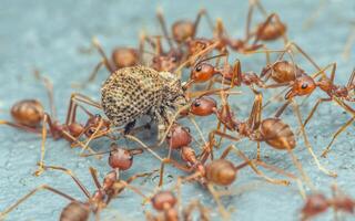 Red ants team is moving the prey. photo