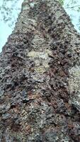 Looking up at the gnarled bark of a tree photo