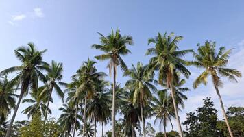 rows of coconut trees photo