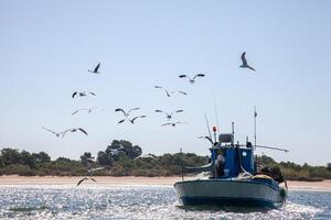 Seagulls trailing a small fishing boat returning from the catch, capturing a serene maritime scene of nature and work in harmony. photo