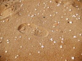 A small child's footprint on the sandy beach, surrounded by numerous tiny seashells, capturing a moment of innocent exploration and joy. photo
