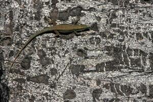 Madeiran wall lizard basking on a tree in Funchal, Madeira Island. Capturing the vibrant colors and natural habitat of this unique reptile. photo