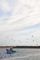 Seagulls trailing a small fishing boat returning from the catch, capturing a serene maritime scene of nature and work in harmony. photo