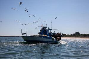 Seagulls trailing a small fishing boat returning from the catch, capturing a serene maritime scene of nature and work in harmony. photo