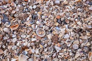 A serene beach scene covered in countless tiny seashells, creating a natural, textured mosaic of sandy hues and intricate patterns. Perfect for backgrounds and coastal themes. photo