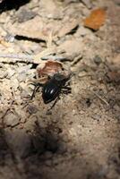 A black beetle diligently burrows into the ground, creating a small hole. Ideal for nature, insect behavior, and wildlife-themed photography collections. photo