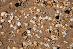 A serene beach scene covered in countless tiny seashells, creating a natural, textured mosaic of sandy hues and intricate patterns. Perfect for backgrounds and coastal themes. photo