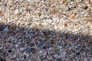 A serene beach scene covered in countless tiny seashells, creating a natural, textured mosaic of sandy hues and intricate patterns. Perfect for backgrounds and coastal themes. photo