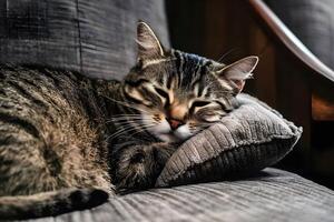 A cute cat is resting and sleeping in couch photo