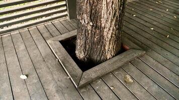 a terrace was made in the city in which holes were made for trees to save them photo