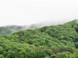 Clouds and fog over pine tree forest photo