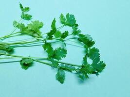 Green Coriander. Fresh cilantro leaves. The cilantro is bright green and has serrated leaves. Fresh vegetables on white. Selected Focused photo