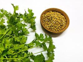 Coriander seeds in a bowl and green fresh cilantro. The cilantro is bright green and has serrated leaves. Fresh vegetables on white. Selected Focused photo