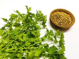 Coriander seeds in a bowl and green fresh cilantro. The cilantro is bright green and has serrated leaves. Fresh vegetables on white. Selected Focused photo