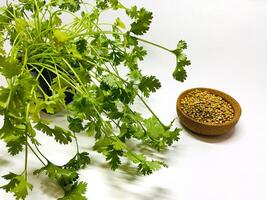 Coriander seeds in a bowl and green fresh cilantro. The cilantro is bright green and has serrated leaves. Fresh vegetables on white. Selected Focused photo