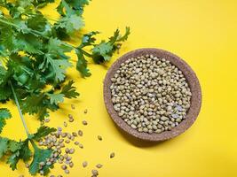 Coriander seeds in a bowl and green fresh cilantro. The cilantro is bright green and has serrated leaves. Fresh vegetables on yellow background. Selected Focused photo