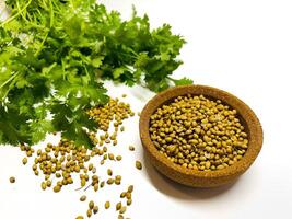 Coriander seeds in a bowl and green fresh cilantro. The cilantro is bright green and has serrated leaves. Fresh vegetables on white. Selected Focused photo