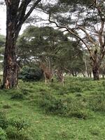 wild animals safari in Maasai Mara National Reserve photo