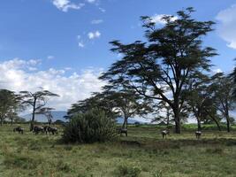 wild animals safari in Maasai Mara National Reserve photo