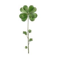 Nature's Green Wonders Leaves on Transparent Background AI-Generative png