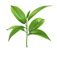 Green Leaf on Transparent Background AI-Generative png