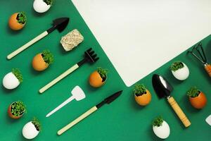 planting seedlings in eggshells and growing useful micro-greenery at home photo