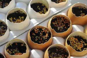 seedlings in an egg. sprouted plant seeds sown in eggshells. Seed germination. Selective soft focus. photo