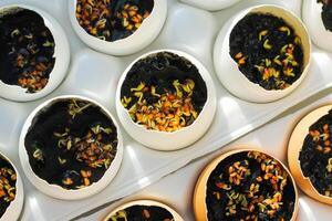 seedlings in an egg. sprouted plant seeds sown in eggshells. Seed germination. Selective soft focus. photo