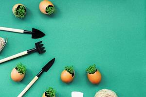 planting seedlings in eggshells and growing useful micro-greenery at home photo